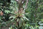 Bromeliad in the rainforest canopy