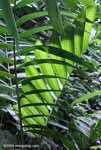 Rainforest vegetation