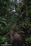 Fallen rainforest tree
