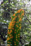 Colorful leaf resulting from an infection