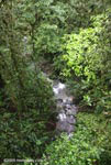 Overhead view of a rainforest creek