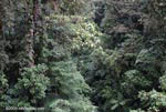 Costa Rican rainforest canopy