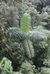 Strange rainforest palm