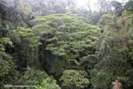 Rainforest canopy vegetation