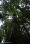 Giant rainforest tree