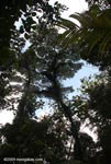 Looking up at the rainforest canopy