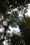 The rainforest canopy from below