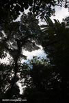 The rainforest canopy from below