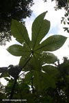 Cecropia leaves