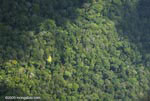 Aerial view of rainforest in southwestern Costa Rica