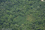 Aerial view of oil plantations amid forest in Costa Rica