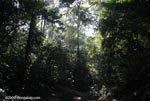 Osa peninsula forest