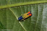 Blue, yellow, and orange insect