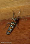 Lime green and orange polka dot insect
