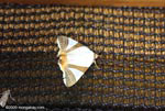 White, brown, and orange moth