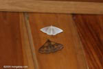 White moth, brown moth