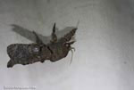 Darth vader moth