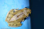 Masked frog (Smilisca phaeota)