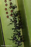 Hatching Leaf-footed Bugs (family Coreidae) next their red eggs