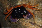 Pacific land crab (Cardisoma armatum), a red, orange, and purple 