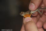 Research revealing the dewlap of the Many-scaled Anole (Anolis polylepis )