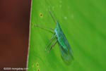 Green insect