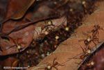 Soldier army ants