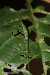 Elongated green katydid