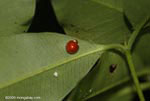 Red ladybug with a pair of green spots