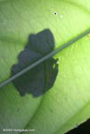 Frog seen through a leaf