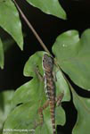Anole with blue-green flanks