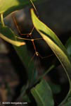Walking stick with green and brown segments
