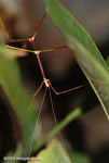 Walking stick with green and brown segments