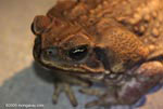 Marine toad (Bufo marinus)