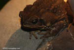 Marine toad (Bufo marinus)