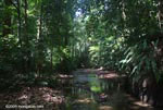 Forest stream on the Osa Peninsula