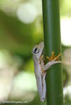 Gladiator Tree Frog (Hyla rosenbergi)