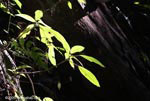 Leaves of a rainforest shrub illuminated in a ray of sunlight