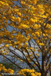 Corteza Amarilla (Tabebuia ochracea)