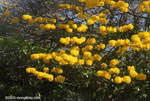 Striking yellow flowers of the Corteza Amarilla (Tabebuia ochracea) in bloom
