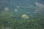 Oil palm plantation and forest in Costa Rica