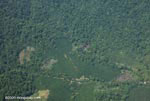 Oil palm plantation and forest in Costa Rica