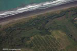 Aerial view of oil palm plantations in Costa Rica