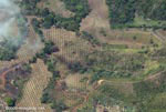 Overhead view of new oil palm plantations in Costa Rica