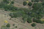Aerial view of Yellow flowering trees, Corteza Amarilla (Tabebuia ochracea)