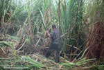 Man harvesting sugar cane
