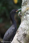Neotropical cormorant