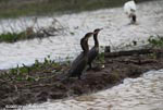 Neotropical cormorants in a line