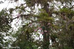 Lavendar flowers on a tree