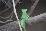 Common Green Basilisk (Basiliscus plumifrons)